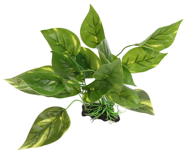 Aquarium aquatic plants Tall