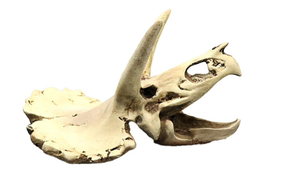 Aquarium decoration dinosaur skull - Two-horned dragon skull (small)