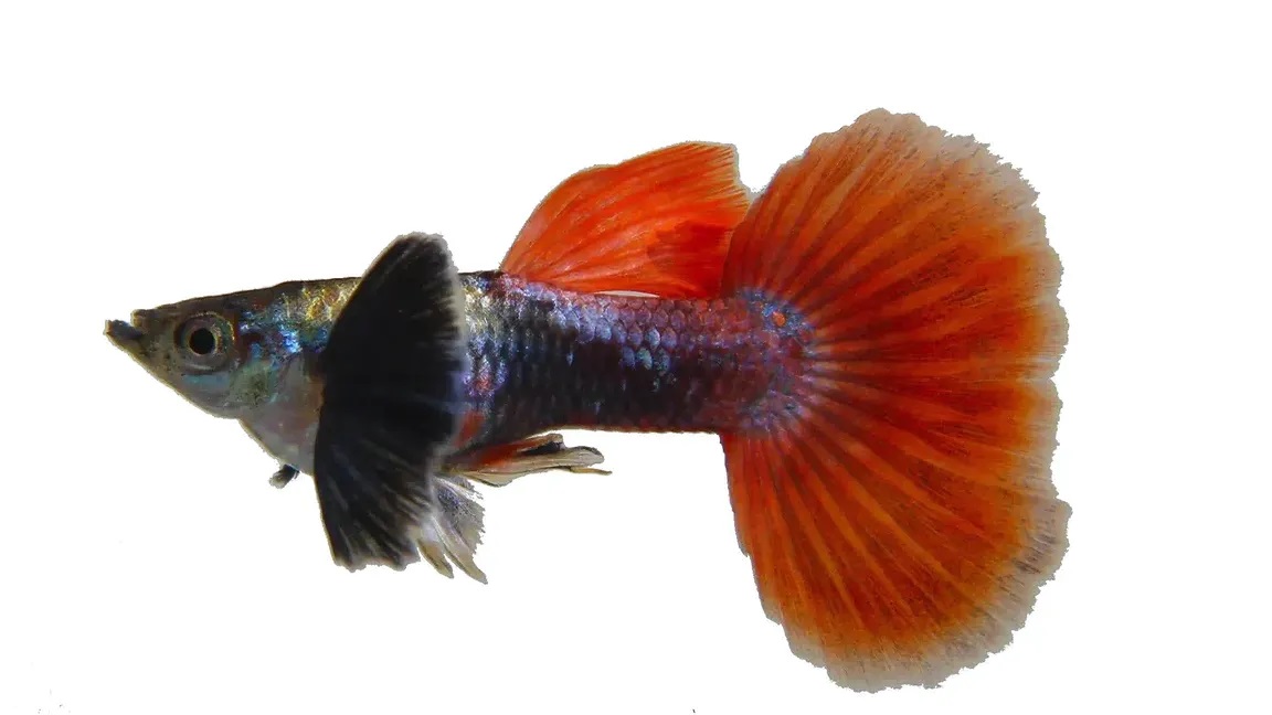 Male Dumbo Ear Guppies