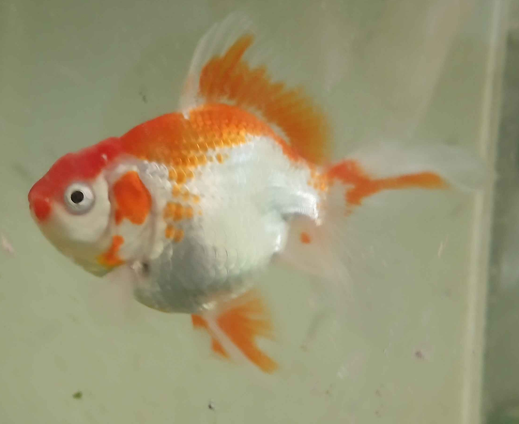 Randa Fish Pond Fish - Oranda Goldfish - Aprox 10cm