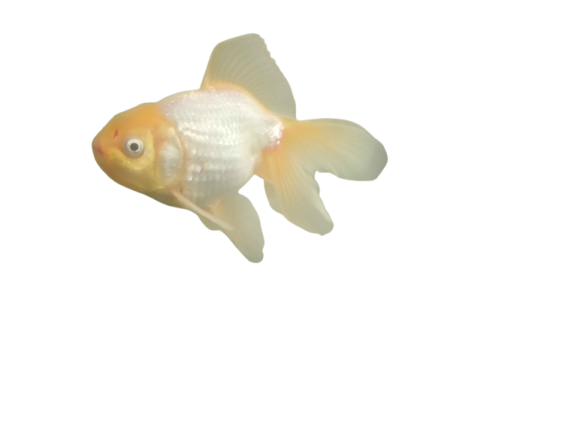 Pond Fish - Oranda Goldfish