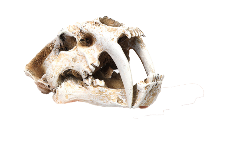 Aquarium decoration dinosaur skull - Sabre-toothed tiger (extra large)
